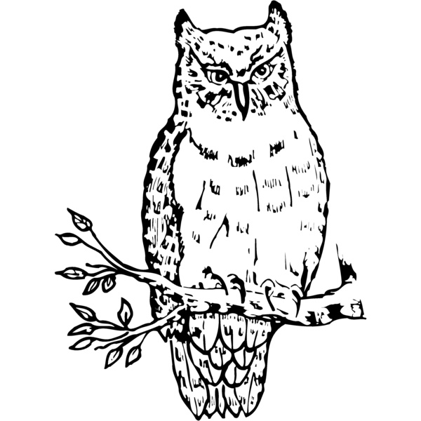 BIRD049 Thumbnail