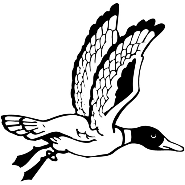 BIRD069 Thumbnail