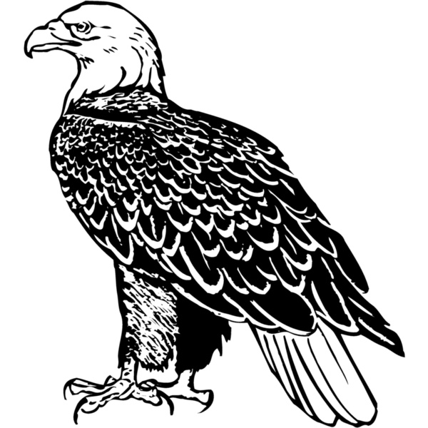 EAGLE017 Thumbnail