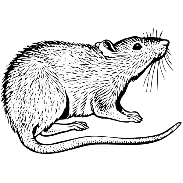 MOUSE003 Thumbnail
