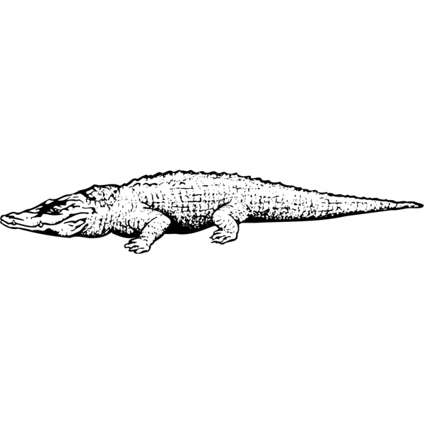 CROC03 Thumbnail